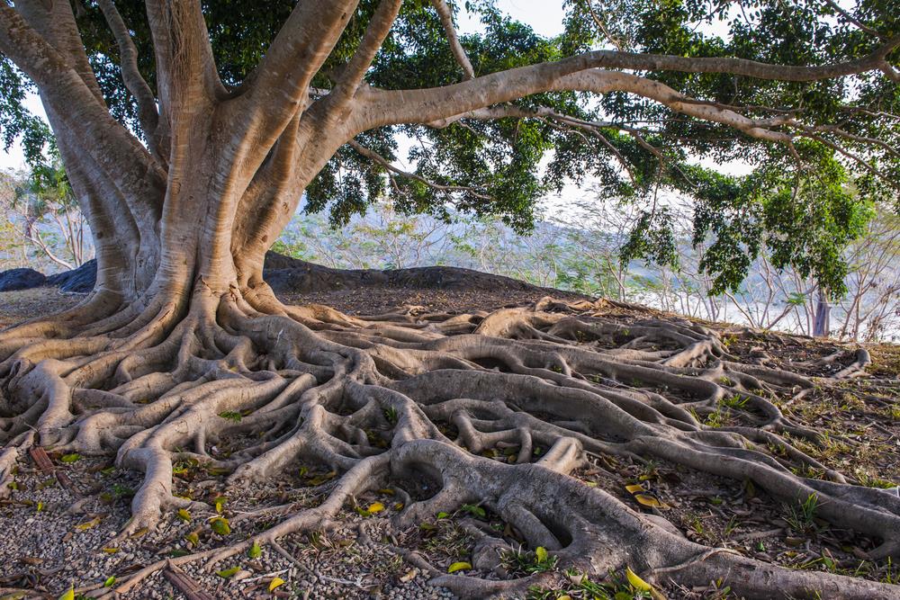 Tree with roots above groaund. View of vally behind it.